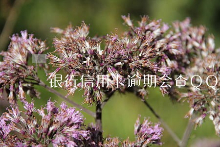 银行信用卡逾期会查QQ吗 银行信用卡逾期会查QQ吗
