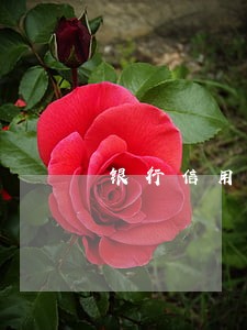 银行信用卡逾期免利息吗 银行信用卡逾期免利息吗