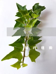 银行信用卡逾期典型案例与警示 银行信用卡逾期典型案例与警示