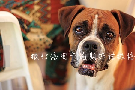银行信用卡逾期冻结微信支付宝 银行信用卡逾期冻结微信支付宝