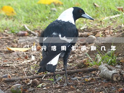 银行信用卡逾期几年