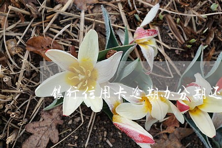 银行信用卡逾期办分期还款 银行信用卡逾期办分期还款