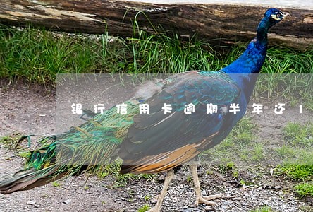 银行信用卡逾期半年还100次 银行信用卡逾期半年还100次