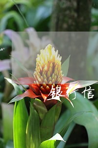 银行信用卡逾期卡被停用怎么办 银行信用卡逾期卡被停用怎么办