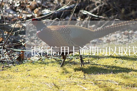 银行信用卡逾期可以取钱不 银行信用卡逾期可以取钱不