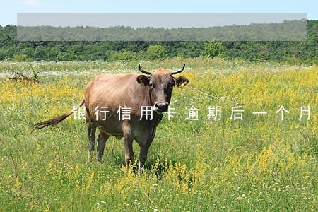 银行信用卡逾期后一个月还款 银行信用卡逾期后一个月还款