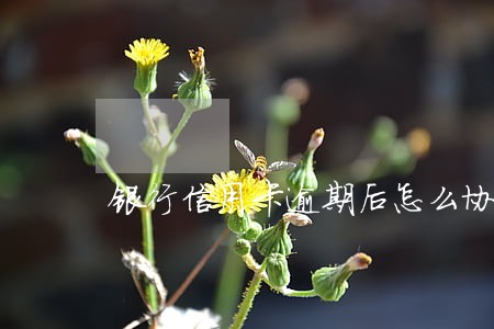 银行信用卡逾期后怎么协还 银行信用卡逾期后怎么协还