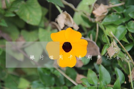 银行信用卡逾期多久会立案 银行信用卡逾期多久会立案