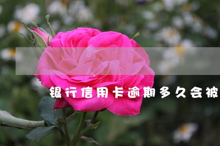 银行信用卡逾期多久会被停卡