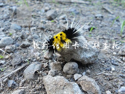 银行信用卡逾期委托 银行信用卡逾期委托