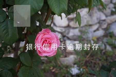 银行信用卡逾期封存 银行信用卡逾期封存