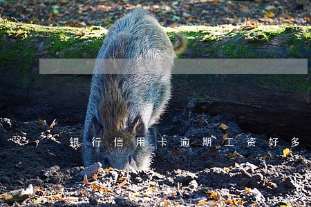 银行信用卡逾期工资好多少