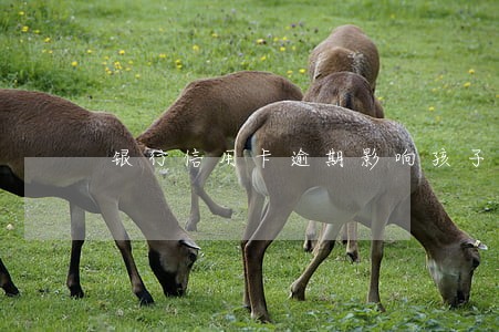 银行信用卡逾期影响孩子上学吗