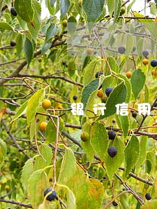 银行信用卡逾期必须还全款吗 银行信用卡逾期必须还全款吗