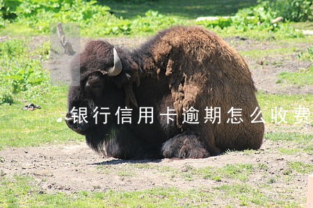 银行信用卡逾期怎么收费 银行信用卡逾期怎么收费