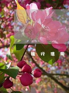 银行信用卡逾期怎么还款利息