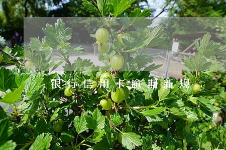 银行信用卡逾期新规 银行信用卡逾期新规
