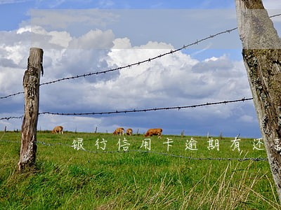 银行信用卡逾期有还款意愿 银行信用卡逾期有还款意愿
