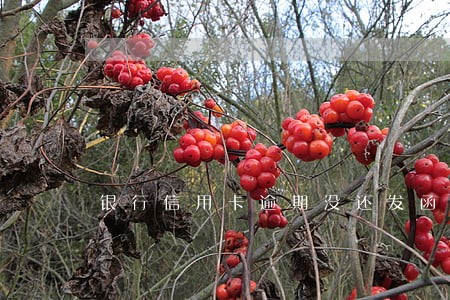 银行信用卡逾期没还发函 银行信用卡逾期没还发函