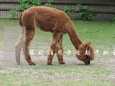 银行信用卡逾期滞纳金 银行信用卡逾期滞纳金