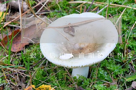 银行信用卡逾期的违约金怎么算的 银行信用卡逾期的违约金怎么算的