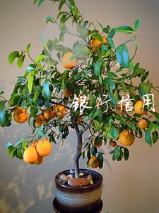 银行信用卡逾期管理体系 银行信用卡逾期管理体系