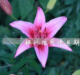 银行信用卡逾期记录查询 银行信用卡逾期记录查询