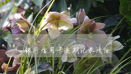 银行信用卡逾期记录清除