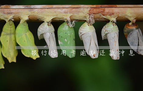 银行信用卡逾期还款冲息 银行信用卡逾期还款冲息