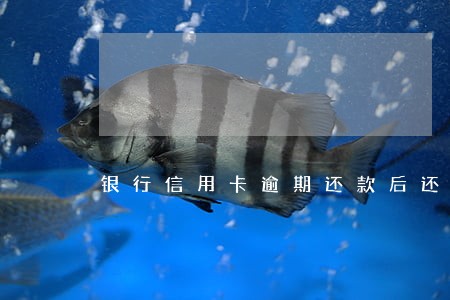 银行信用卡逾期还款后还能用吗 银行信用卡逾期还款后还能用吗