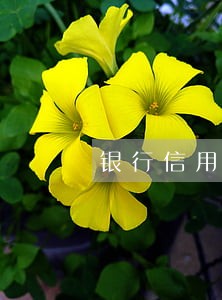 银行信用卡逾期还款最新规定 银行信用卡逾期还款最新规定