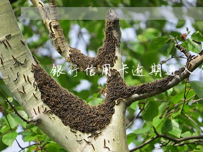 银行信用卡逾期进入分行 银行信用卡逾期进入分行