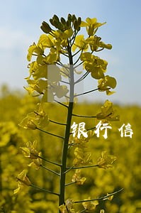 银行信用卡非恶意逾期 银行信用卡非恶意逾期