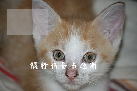 银行信誉卡逾期 银行信誉卡逾期