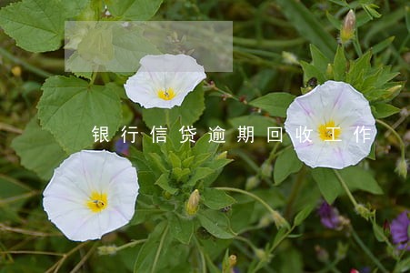 银行信贷逾期回收工作 银行信贷逾期回收工作