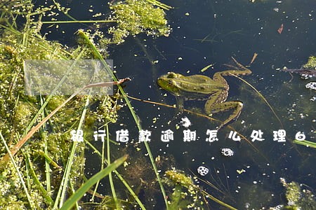 银行借款逾期怎么处理6 银行借款逾期怎么处理6