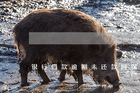 银行借款逾期未还款担保人征信 银行借款逾期未还款担保人征信