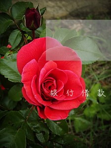银行借款逾期黑名单多久能消除 银行借款逾期黑名单多久能消除