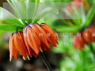 银行内部员工信用卡逾期不还