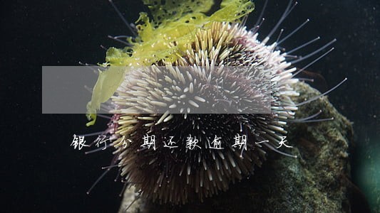 银行分期还款逾期一天