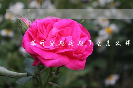 银行分期逾期了会怎么样 银行分期逾期了会怎么样
