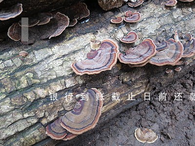 银行到账截止日前还款算逾期么