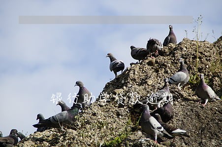 银行助学贷款逾期 银行助学贷款逾期