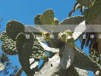 银行协商只还本金申请书 银行协商只还本金申请书