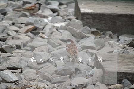 银行协商方案逾期