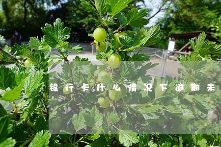 银行卡什么情况下逾期未处理 银行卡什么情况下逾期未处理