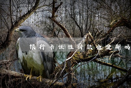 银行卡任性付款会逾期吗 银行卡任性付款会逾期吗