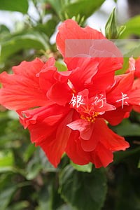 银行卡因为住院逾期了 银行卡因为住院逾期了