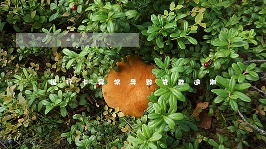 银行卡异常导致贷款逾期 银行卡异常导致贷款逾期
