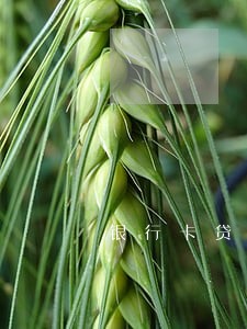 银行卡贷款逾期一天 银行卡贷款逾期一天
